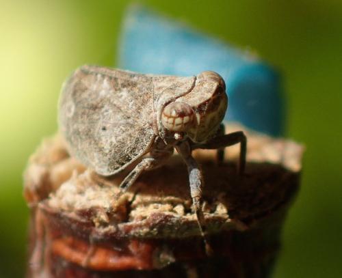 Latilica maculipes